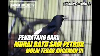 AKSI MURAI BATU SAM PETRUK BIKIN MUSUH OLENGG BOSS!!!