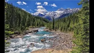Coniferous Forests Ecosystems