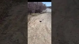 @dennisthemtnschnauzer: Похоже, я упрямый с самого щенячьего возраста 🤷&zwj;♂️ #собака #любительсобак