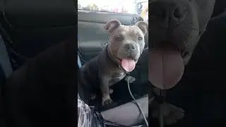 pit puppy driver