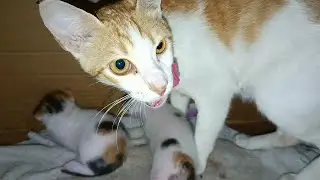 Mother cat leaves box where her kittens are upon seeing me