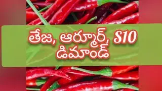 Guntur mirchi market rate today | 23-08-2024