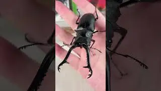 Это жук Prosopocoilus giraffa.
