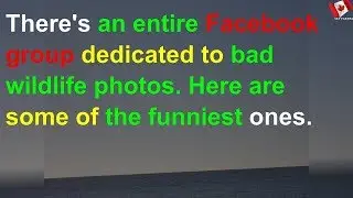 There's an entire Facebook group dedicated to bad wildlife photos