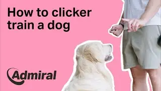 How to clicker train a dog | AdmiralUK
