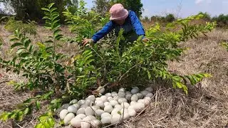 OMG - pick a lot of duck eggs under small trees in forest pick by hand a farmer