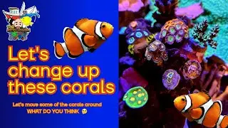 Find Out if Swapping Corals in a Reef Tank is a Good Idea...Results Will SURPRISE You!