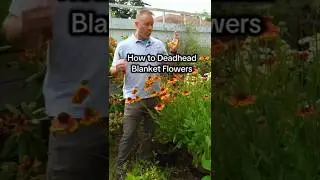 Deadheading Blanket Flowers