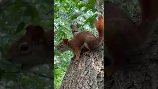 Red squirrel alarm call