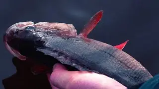 ŽALIAS APGAVIKAS renka visą žuvį!!! Kibimai kiekvienu metimu DŽIG-RIG sistemėle.
