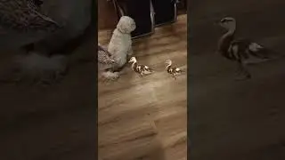 Coin- coin #funny #duck #doglover