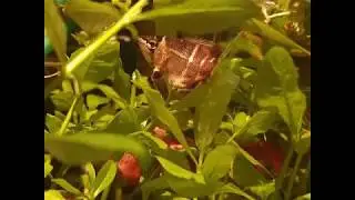 Kimberley's Aquarium (ramirezi, dwergkreeften en gourami's)