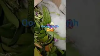 ong Gerrr 🤭#orchid #all #bicaraanggrek #beranda #music #anggrek