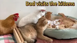 I was shocked! The kittens' dad came to visit the kittens and invited the puppy to protect them.Cute