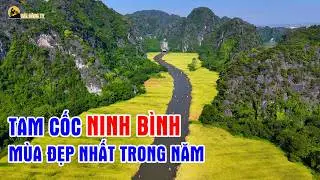 Overwhelmed by the stunning beauty of Tam Coc, Ninh Binh during the golden rice harvest season