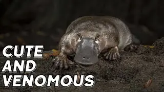 An Adorable Creature with a Deadly Side: Platypus