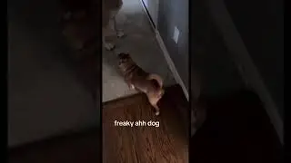 Freaky dog 😭 #youtubeshorts #youtube #shorts #fyp #fy #animals #life #freaky #dog #trending #trend