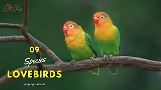 Birds of Paradise: A Dive Into the 9 Species of Lovebirds!