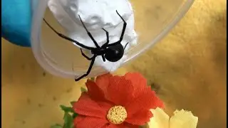 New Southern Black Widow Spider Habitat Transfer