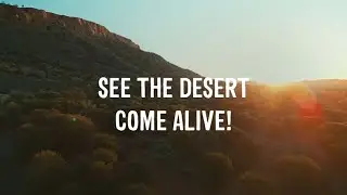 SEE THE DESERT COME ALIVE | Alice Springs Desert Park