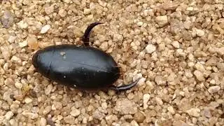 Cybister