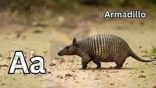 ABC Animal Song for Kids | Learn Alphabet A&ndash;Z with Real Animals | Toddler, Preschool & Kindergarten
