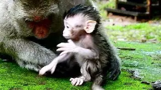 New baby Polly very cool for raining , So cutest & beautiful new baby Polly hungry milk