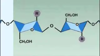 lysozyme enzyme