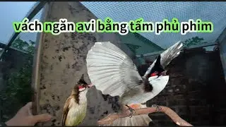 MUA TẤM PHỦ PHIM VỀ LÀM VÁCH NGĂN AVI CHIM SINH SẢN 