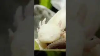 Saving the Axolotl: A Race Against Extinction