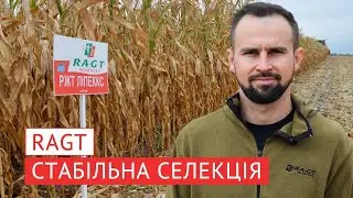 Посухостійкі гібриди кукурудзи РАЖТ H2O Stressless - гарантія високого врожаю. РЖТ ЛІПЕККС