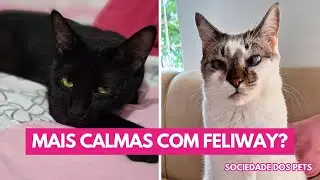 Feliway funciona? Testei e aqui est&atilde;o os resultados