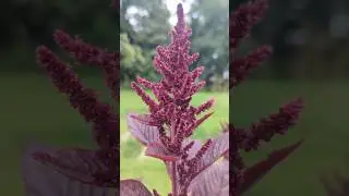 Hopi Red Dye Amaranth Natural Dye Experiments #garden #dye #naturaldye #naturaldyes #growyourownfood