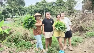 Team Mencari Daun Singkong || Petik Daun Singkong Yang Tumbuh Di Atas Tanah