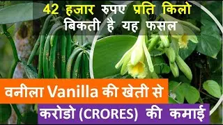 How to cultivate Vanilla, complete information in Hindi | Vanilla farming in India