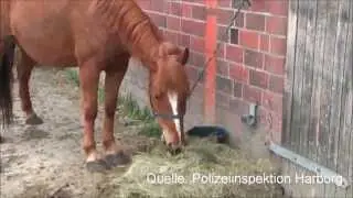 Pferdetransport nicht tierschutzgerecht