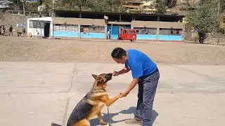 Cómo educar a tu mascota paso a paso - Día 8 con Freya, Shanty y Luna