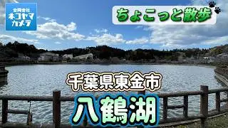 【千葉ちょこっと散歩】東金市の「八鶴湖」をお散歩したよ！歴史と自然の観光名所！パワースポット日吉神社・徳川家康　千葉県東金市　#千葉県 #東金市 #八鶴湖