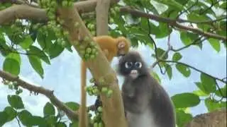 baby dusky leaf monkey and mother eating