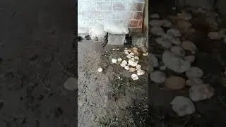 Ещё плюс девять