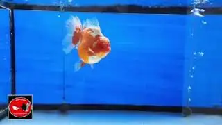 JUMBO SIZE ORANDA  SHOW GRADE