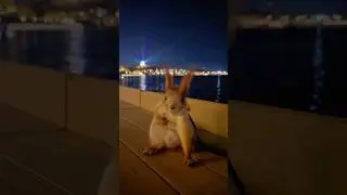 Беличье ядро ​​🐿️ #смешной #милый #белка #fyp #животные