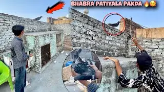 Punjab Ka Choti Dar Bhabra Patiyala Kabuter Pakda 🔥😮‍💨|| Try To Catch Patiyala Pigeon 