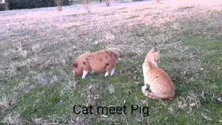 Cat Meet Mini Pig