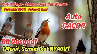 Masteran Murai Batu Untuk Nambah Isian Biar Tidak Kosong