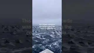 Dolphin Stampede Along The Coast in California