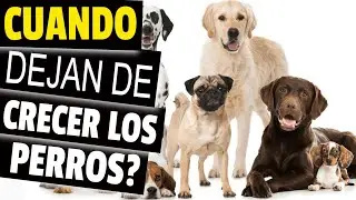 🐕¿CUÁNDO dejan de CRECER los PERROS?