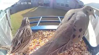Good Food Brings Us All Together  🕊️ Birds of Houston