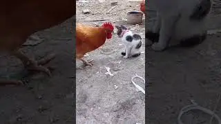 Chicken and cat fight funny clip #trending #love #animals #cat #chicken #short #youtub