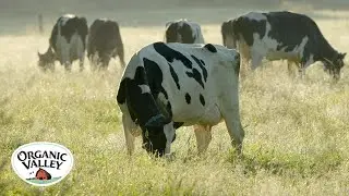 Защита места происхождения ваших продуктов питания | Organic Valley